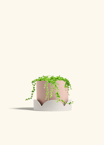 String of Pearls in a 6 inches Pink Classic Cylinder Planter in a Oat Petal Drip Tray