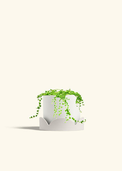 String of Pearls in a 6 inches White Classic Cylinder Planter in a Oat Petal Drip Tray
