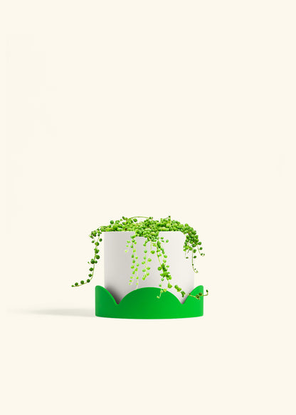 String of Pearls in a 6 inches White Classic Cylinder Planter in a Shamrock Petal Drip Tray