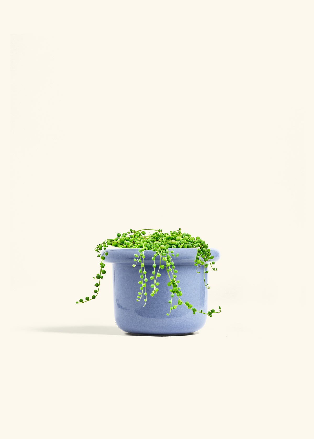 String of Pearls in a 6 inches Fat Lip Blue Planter 