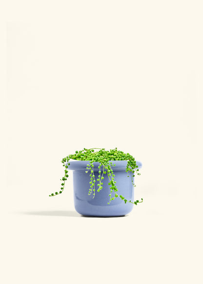 String of Pearls in a 6 inches Fat Lip Blue Planter 
