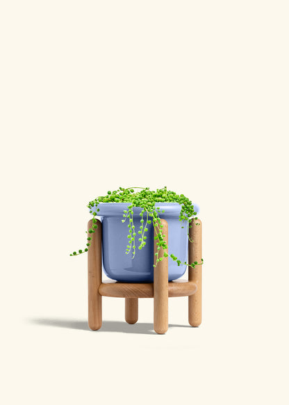 String of Pearls in a 6 inches Fat Lip Blue Planter in a Beech Wood Stand