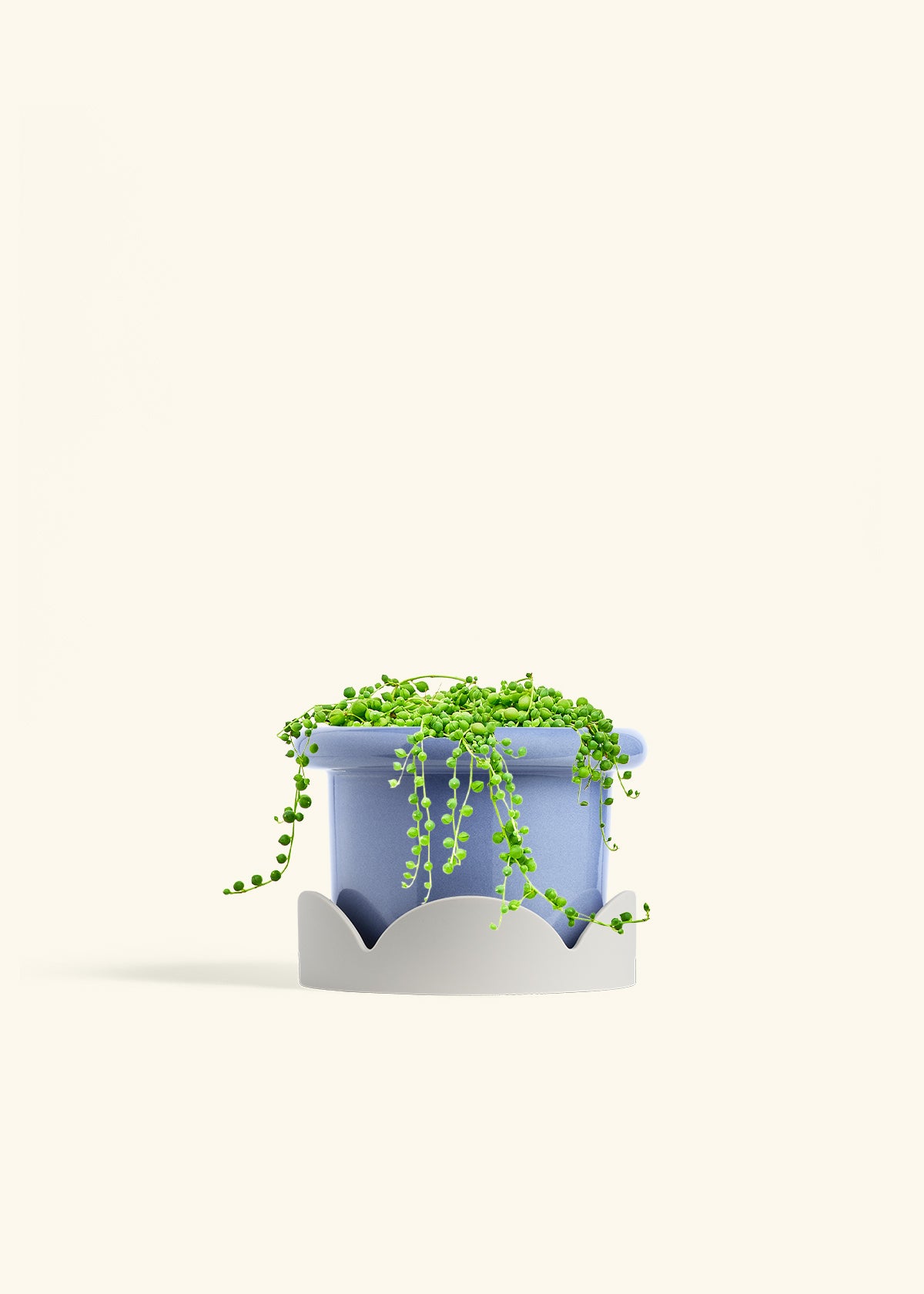 String of Pearls in a 6 inches Fat Lip Blue Planter in a Oat Petal Drip Tray