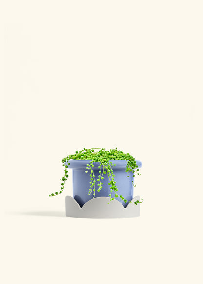 String of Pearls in a 6 inches Fat Lip Blue Planter in a Oat Petal Drip Tray