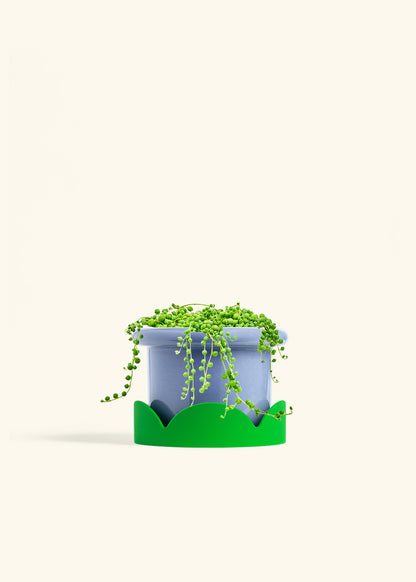 String of Pearls in a 6 inches Fat Lip Blue Planter in a Shamrock Petal Drip Tray