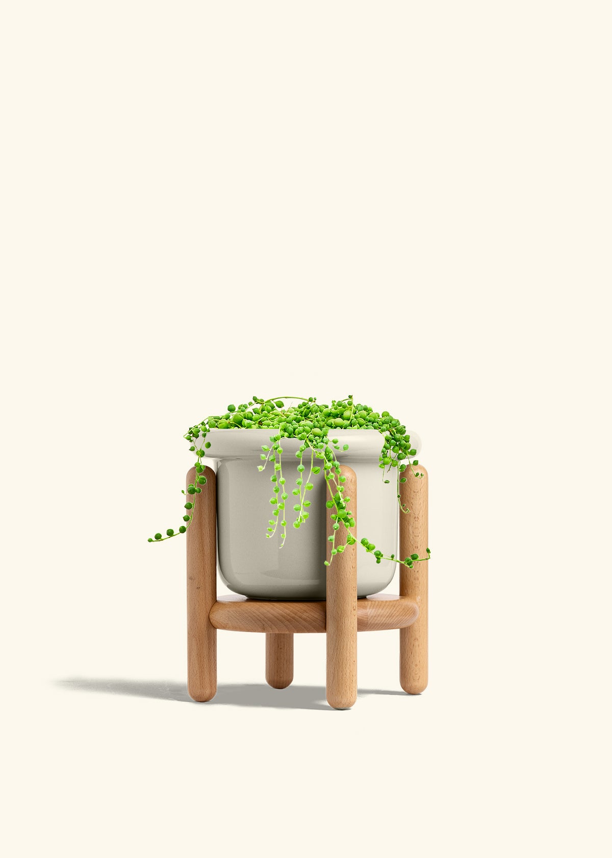 String of Pearls in a 6 inches Fat Lip Oat Planter in a Beech Wood Stand