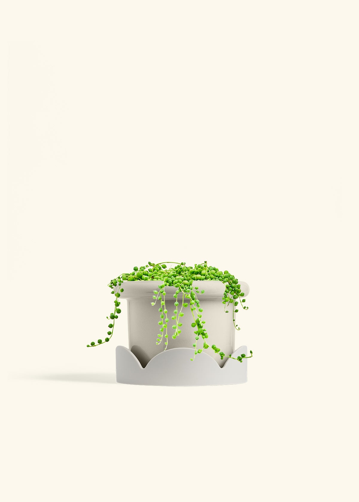 String of Pearls in a 6 inches Fat Lip Oat Planter in a Oat Petal Drip Tray