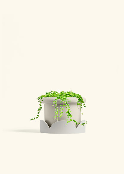 String of Pearls in a 6 inches Fat Lip Oat Planter in a Oat Petal Drip Tray