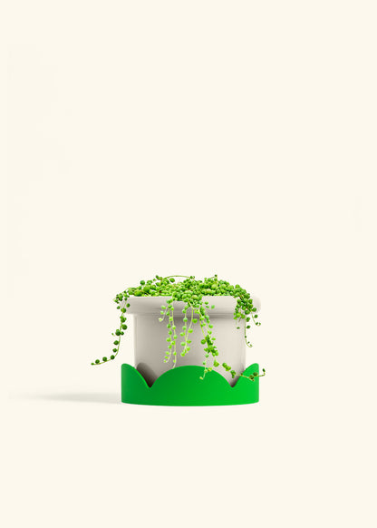 String of Pearls in a 6 inches Fat Lip Oat Planter in a Shamrock Petal Drip Tray