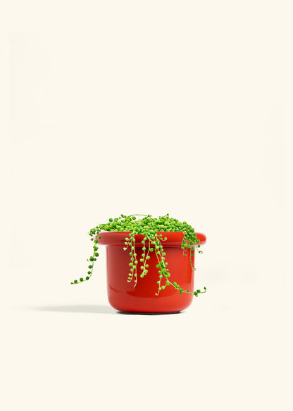 String of Pearls in a 6 inches Fat Lip Red Planter 