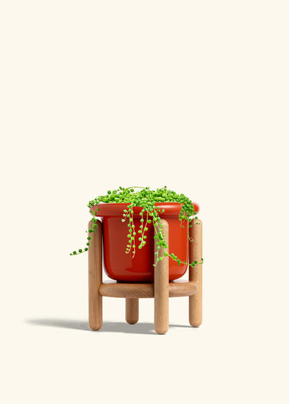 String of Pearls in a 6 inches Fat Lip Red Planter in a Beech Wood Stand