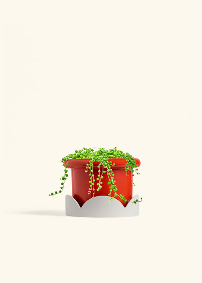 String of Pearls in a 6 inches Fat Lip Red Planter in a Oat Petal Drip Tray