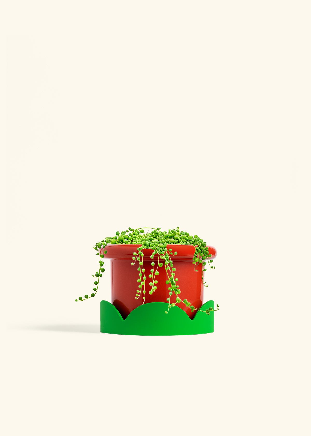 String of Pearls in a 6 inches Fat Lip Red Planter in a Shamrock Petal Drip Tray