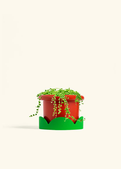 String of Pearls in a 6 inches Fat Lip Red Planter in a Shamrock Petal Drip Tray