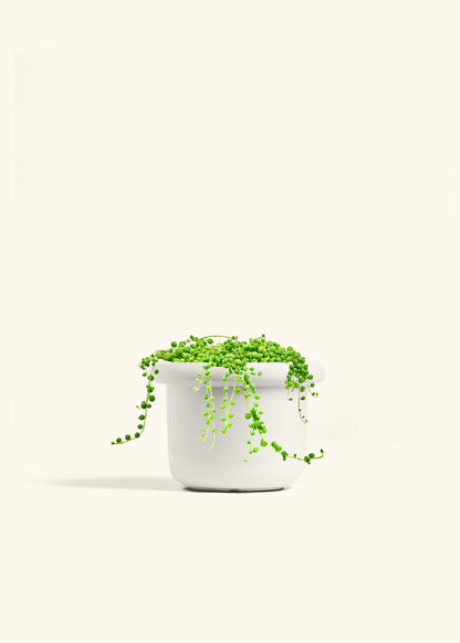 String of Pearls in a 6 inches Fat Lip White Planter 