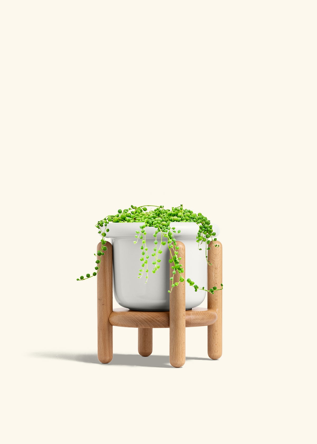 String of Pearls in a 6 inches Fat Lip White Planter in a Beech Wood Stand