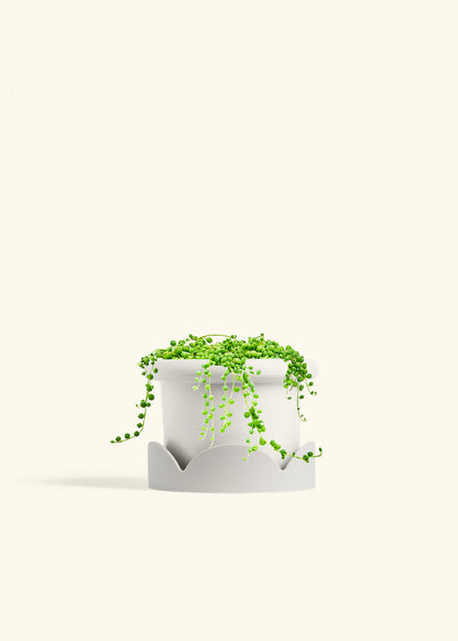 String of Pearls in a 6 inches Fat Lip White Planter in a Oat Petal Drip Tray