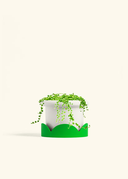 String of Pearls in a 6 inches Fat Lip White Planter in a Shamrock Petal Drip Tray