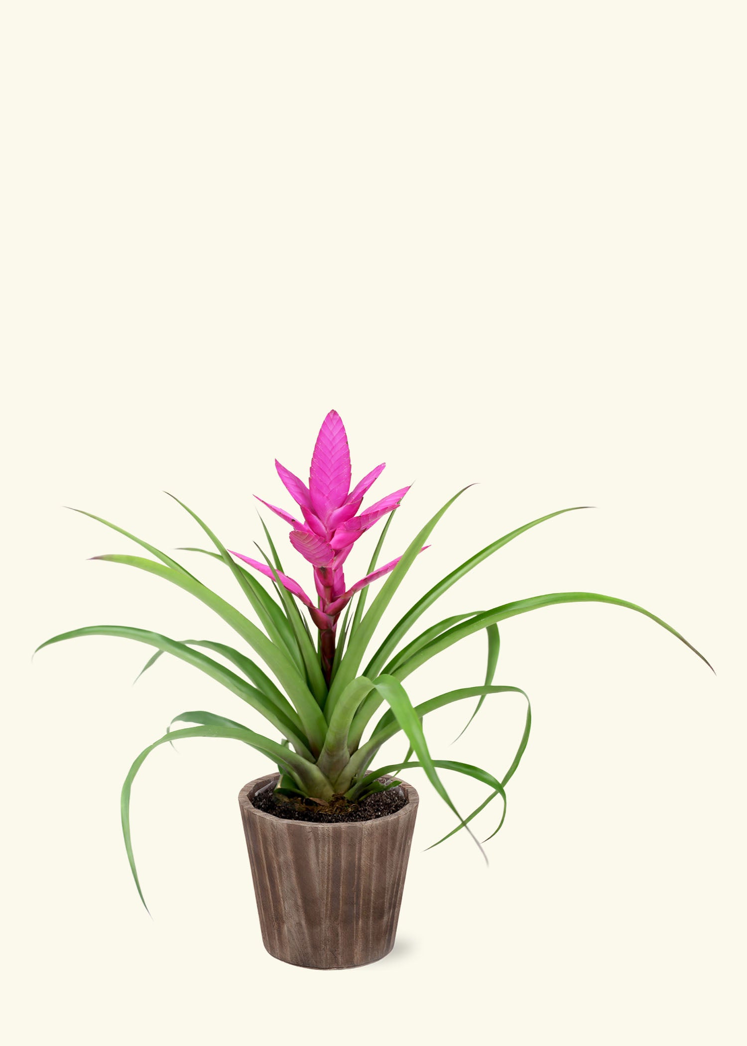 Small Pink Bromeliad in a brown wilson wood grow pot.