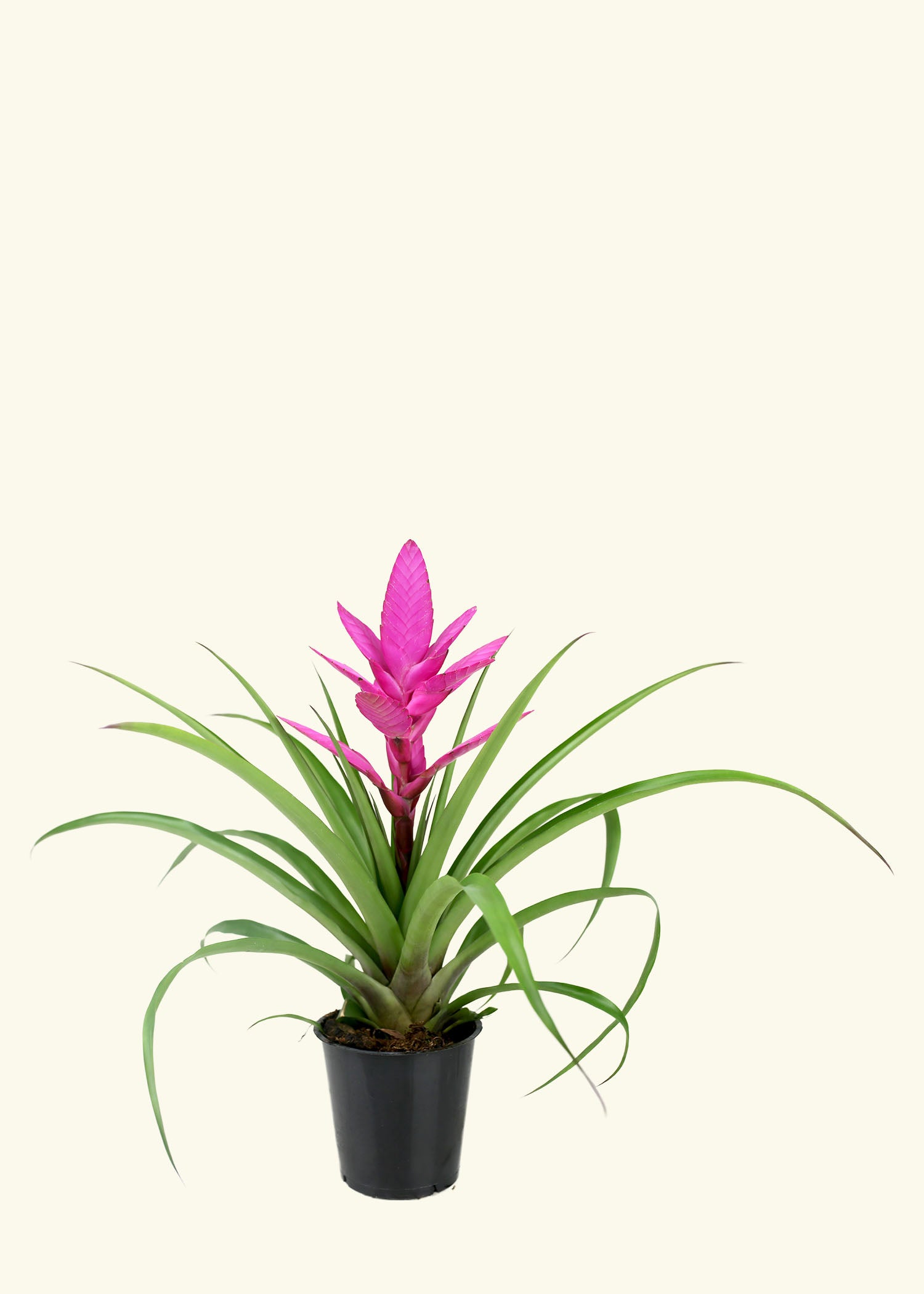 Small Pink Bromeliad in a grow pot.