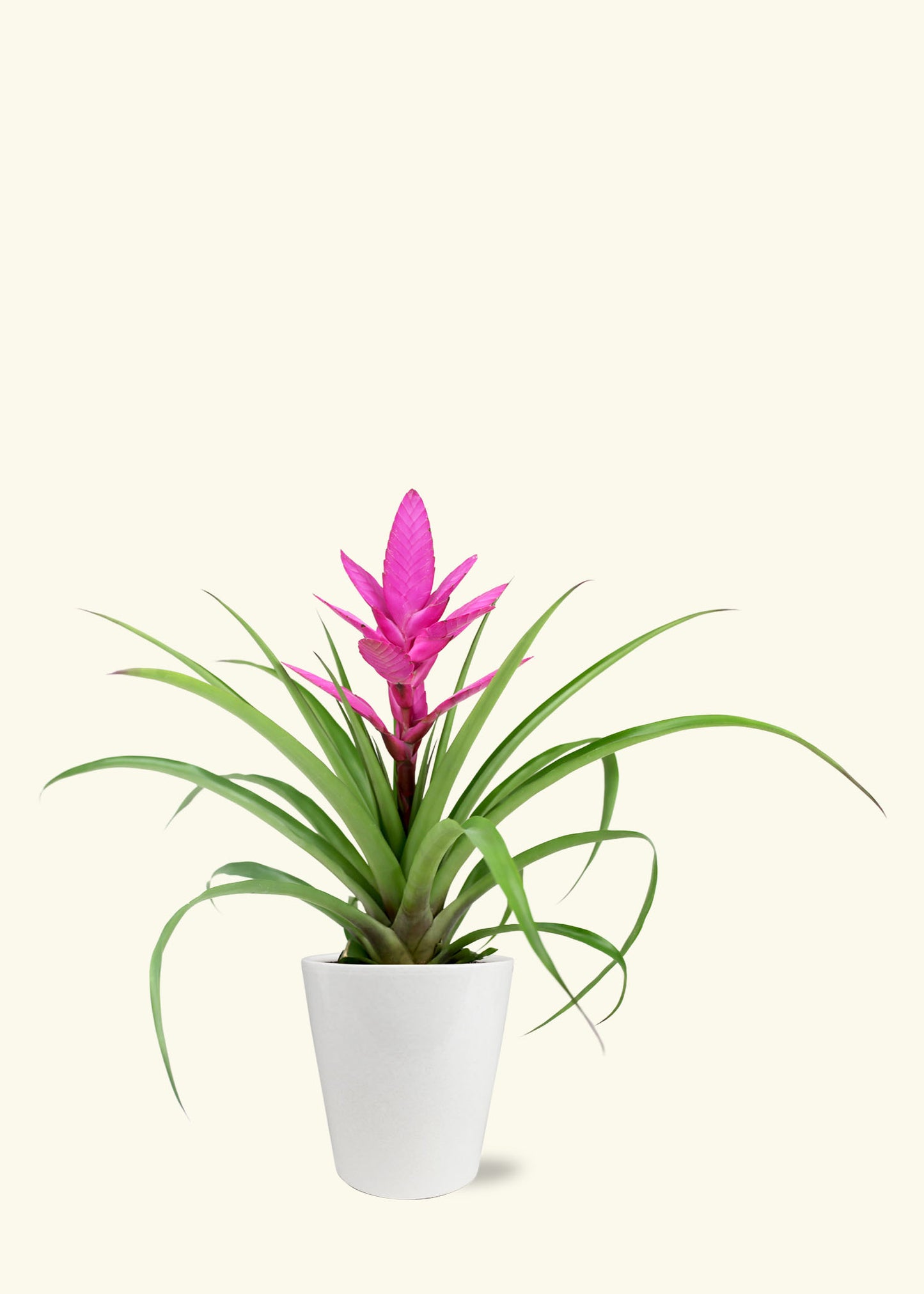 Small Pink Bromeliad in a white quinn ceramic grow pot.