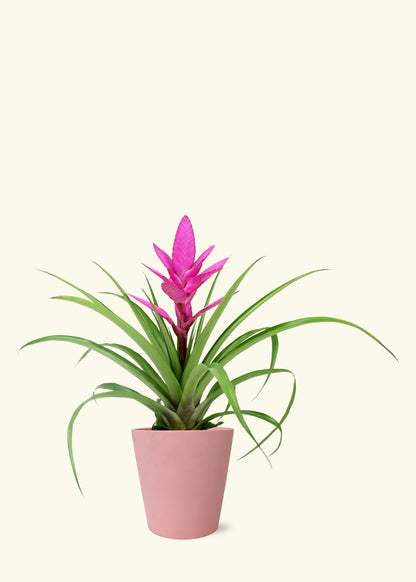 Small Pink Bromeliad in a pink jane matte ceramic grow pot.