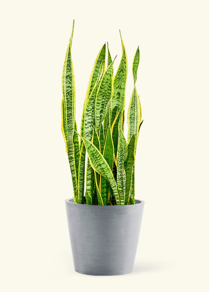 Large Snake Plant 'Laurentii' Plant in a gray stone pot.