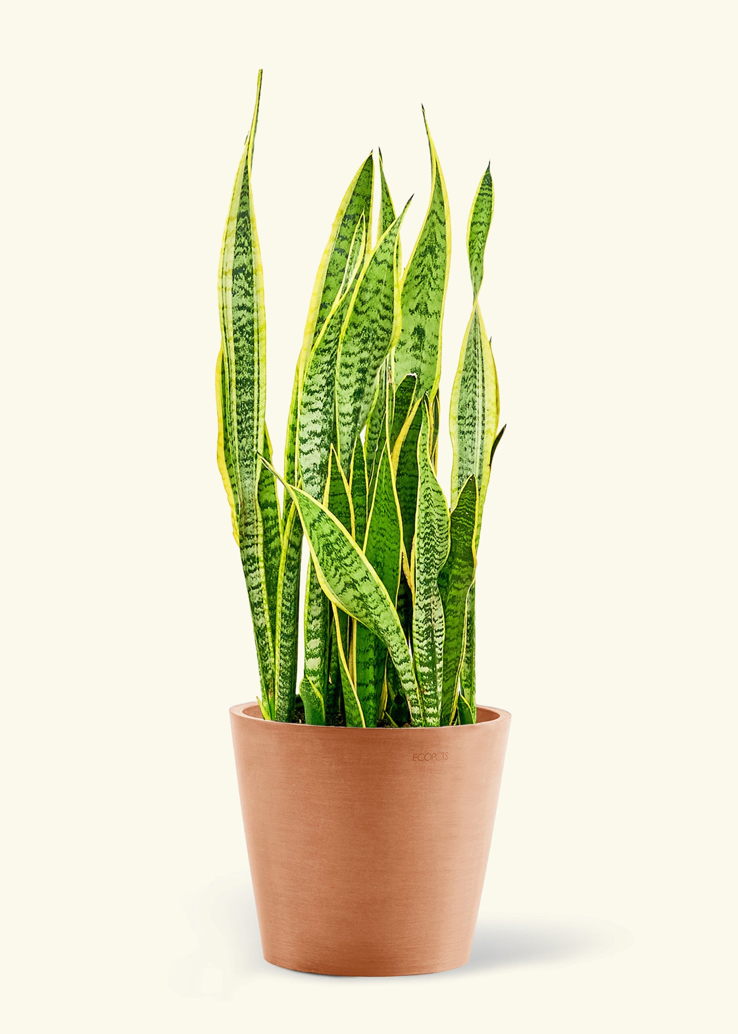 Large Snake Plant 'Laurentii' Plant in a terracotta pot.