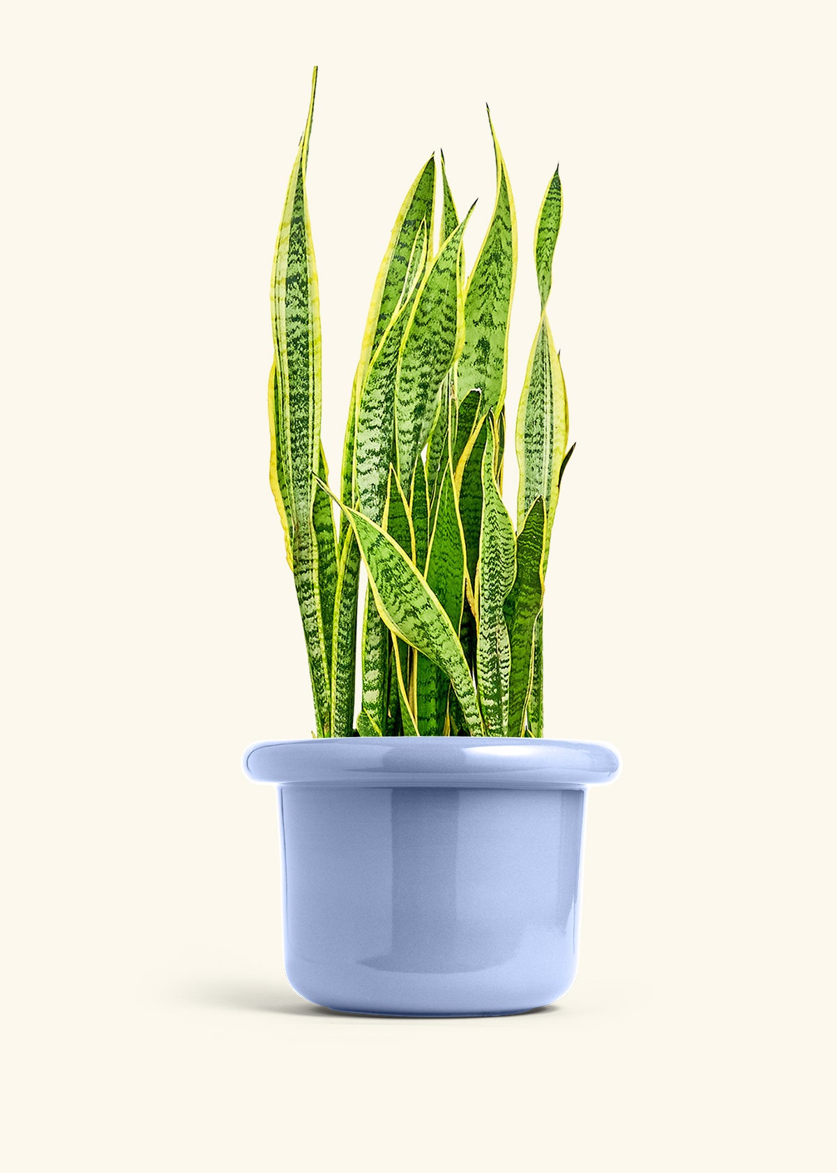 Snake Plant Laurentii in a 10 inches Fat Lip Blue Planter 