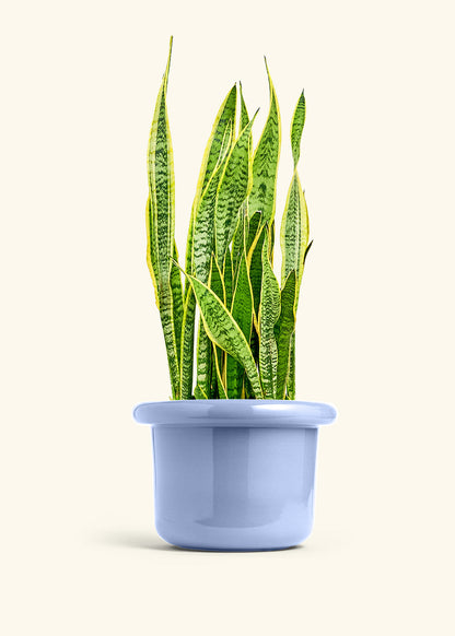 Snake Plant Laurentii in a 10 inches Fat Lip Blue Planter 