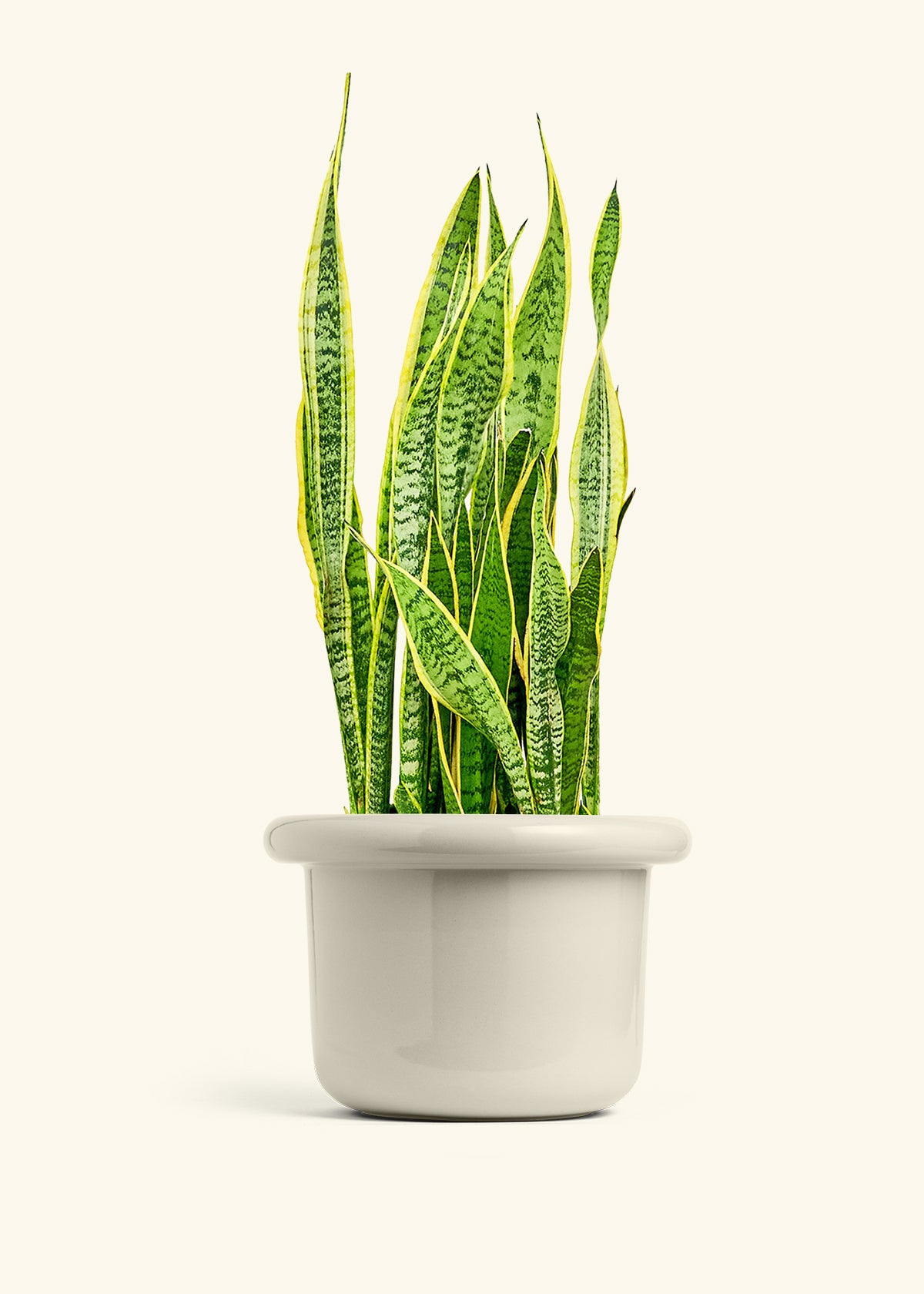 Snake Plant Laurentii in a 10 inches Fat Lip Oat Planter 