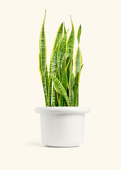 Snake Plant Laurentii in a 10 inches Fat Lip White Planter 