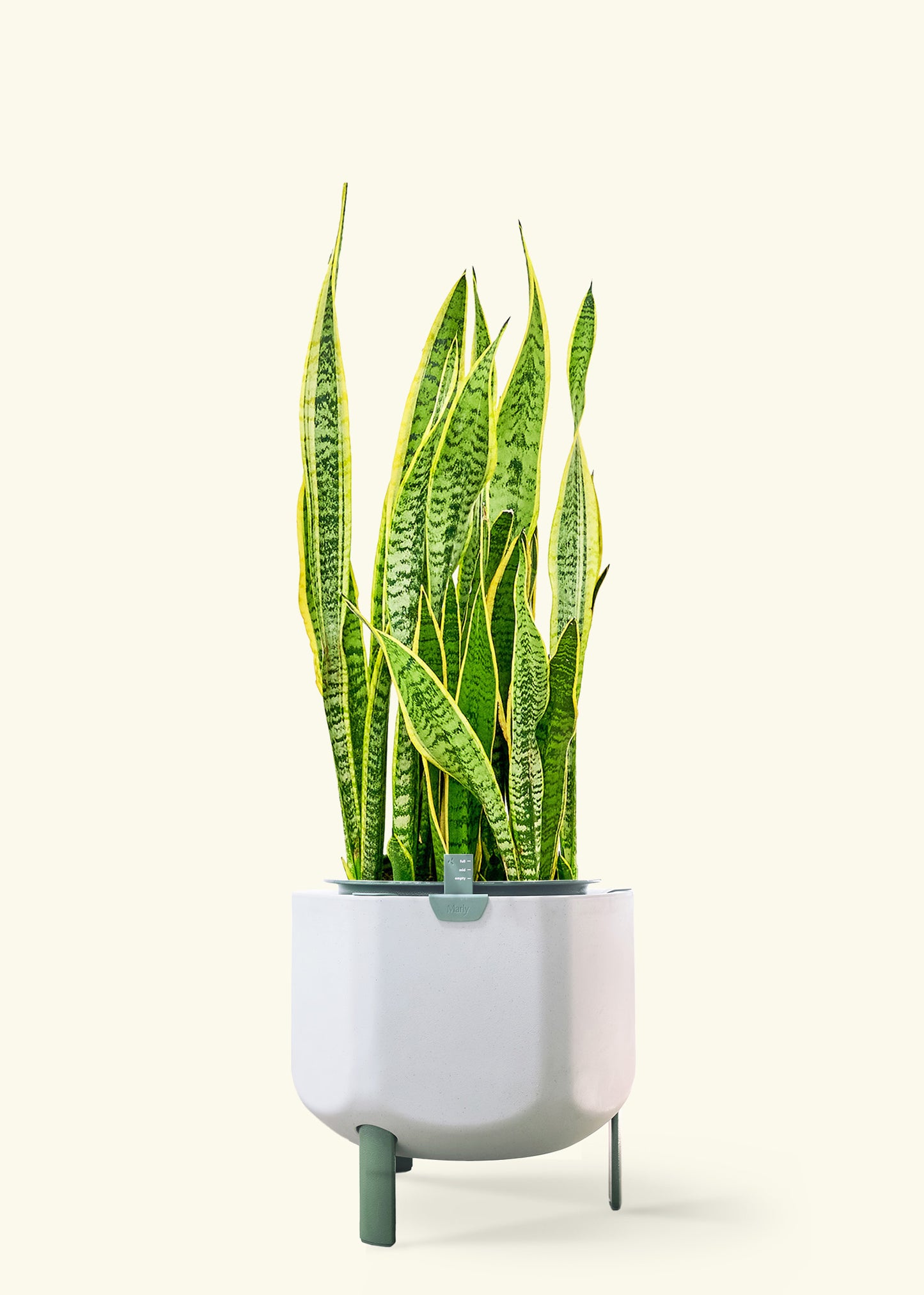 Snake Plant 'Laurentii' in a 10 inches sage self watering pot