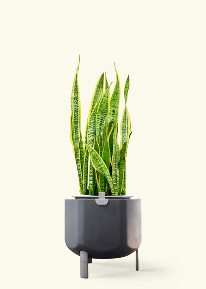 Snake Plant 'Laurentii' in a 10 inches charcoal self watering pot