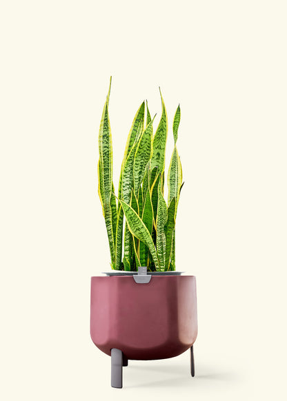 Snake Plant 'Laurentii' in a 10 inches terracotta self watering pot