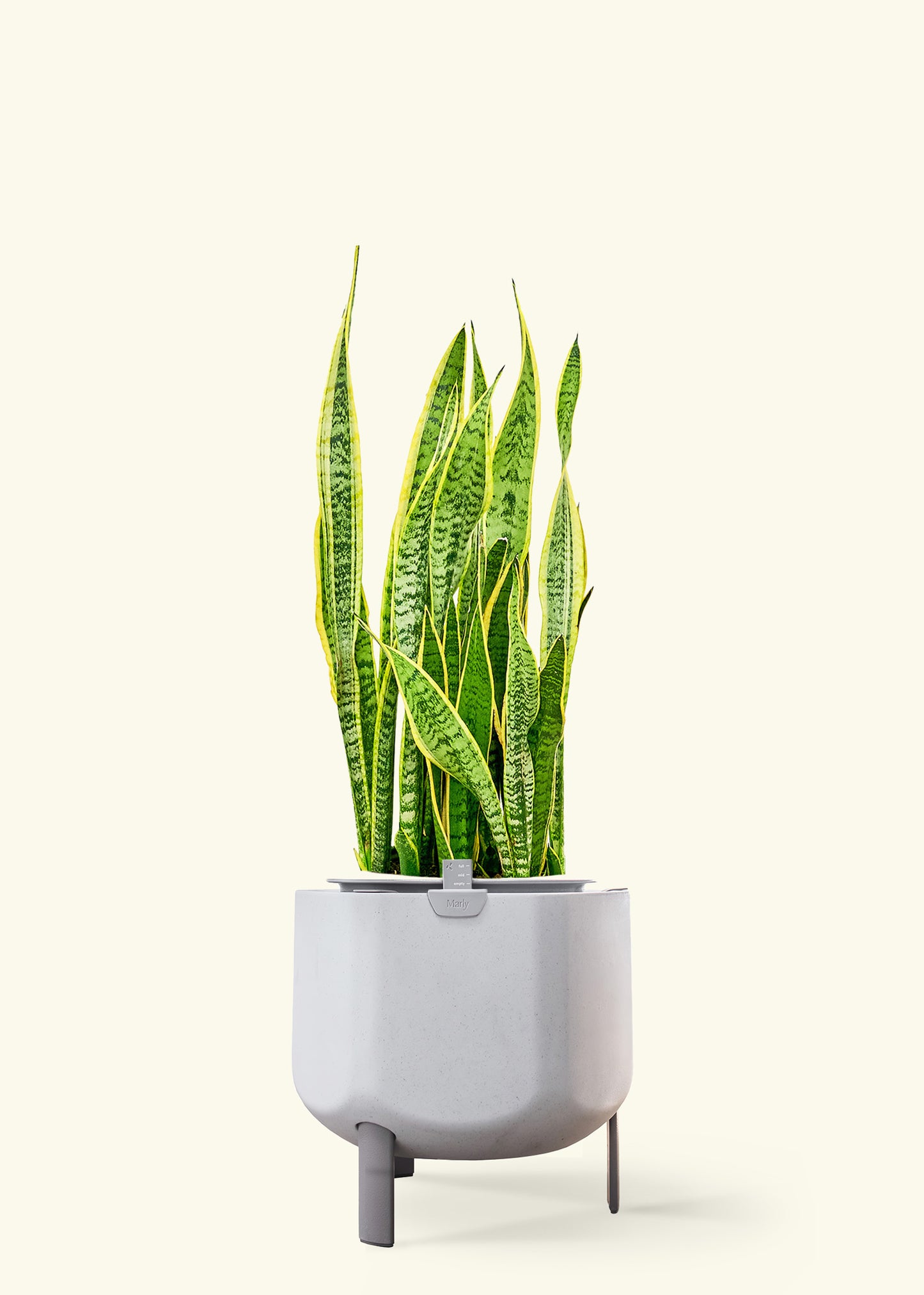 Snake Plant 'Laurentii' in a 10 inches stone self watering pot