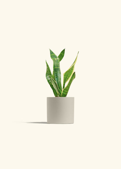 Snake Plant Laurentii in a 4 inches Oat Classic Cylinder Planter 