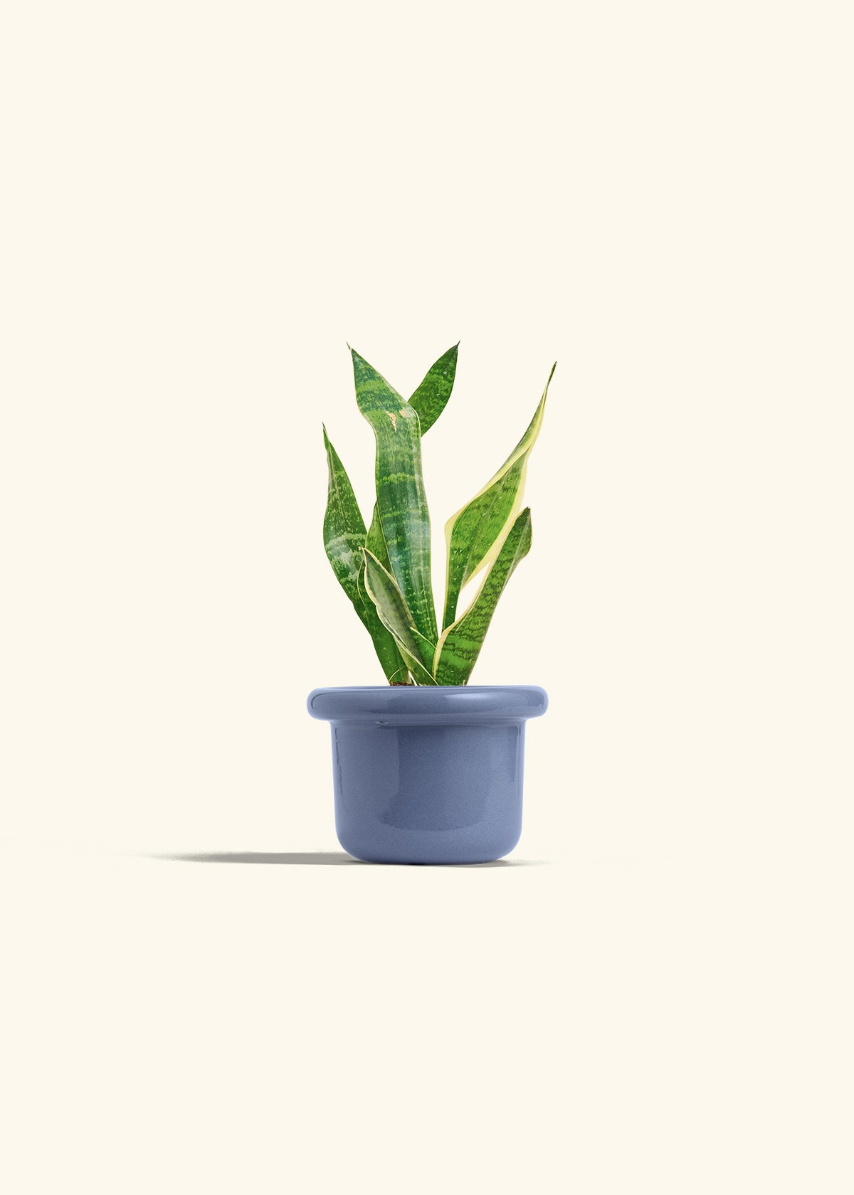 Snake Plant Laurentii in a 4 inches Fat Lip Blue Planter 