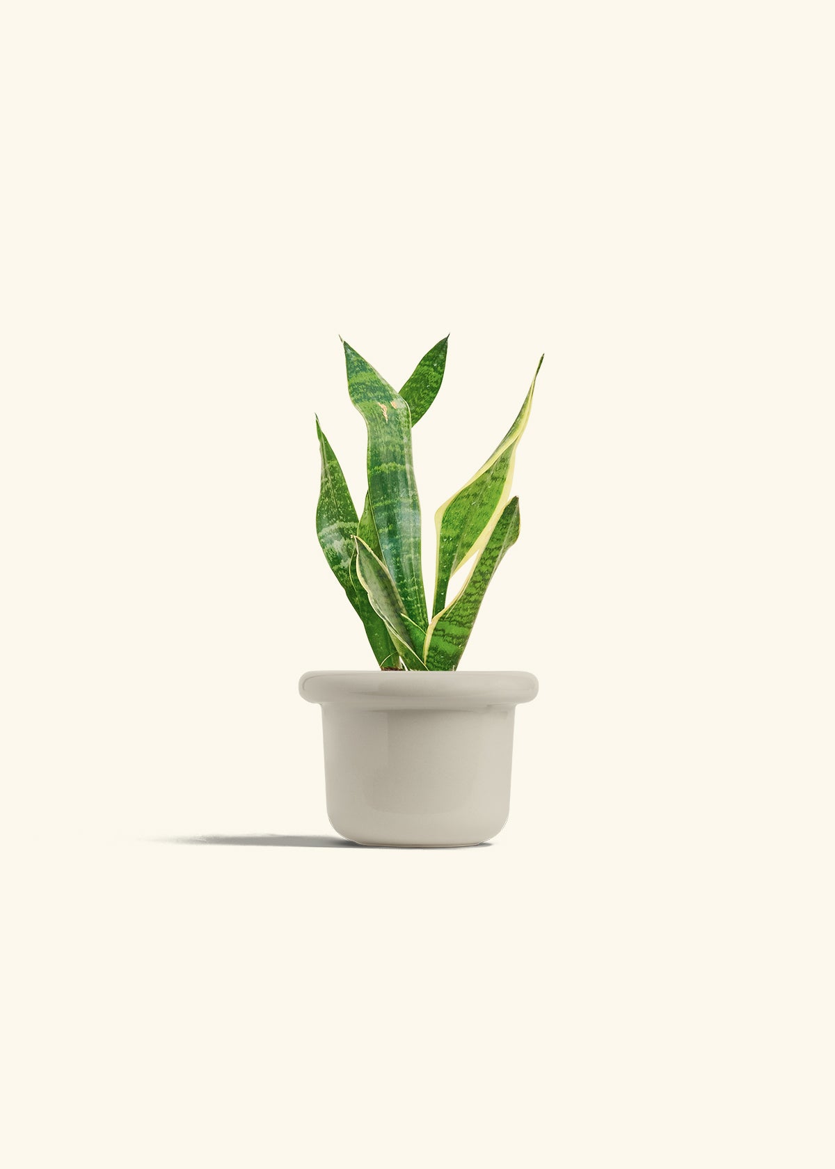 Snake Plant Laurentii in a 4 inches White Classic Cylinder Planter in a Shamrock Petal Drip Tray