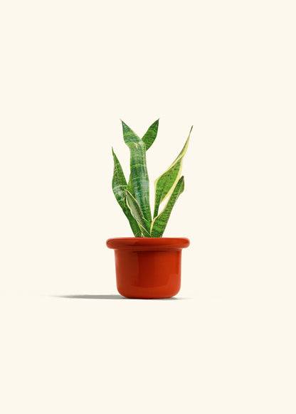 Snake Plant Laurentii in a 4 inches Fat Lip Red Planter 