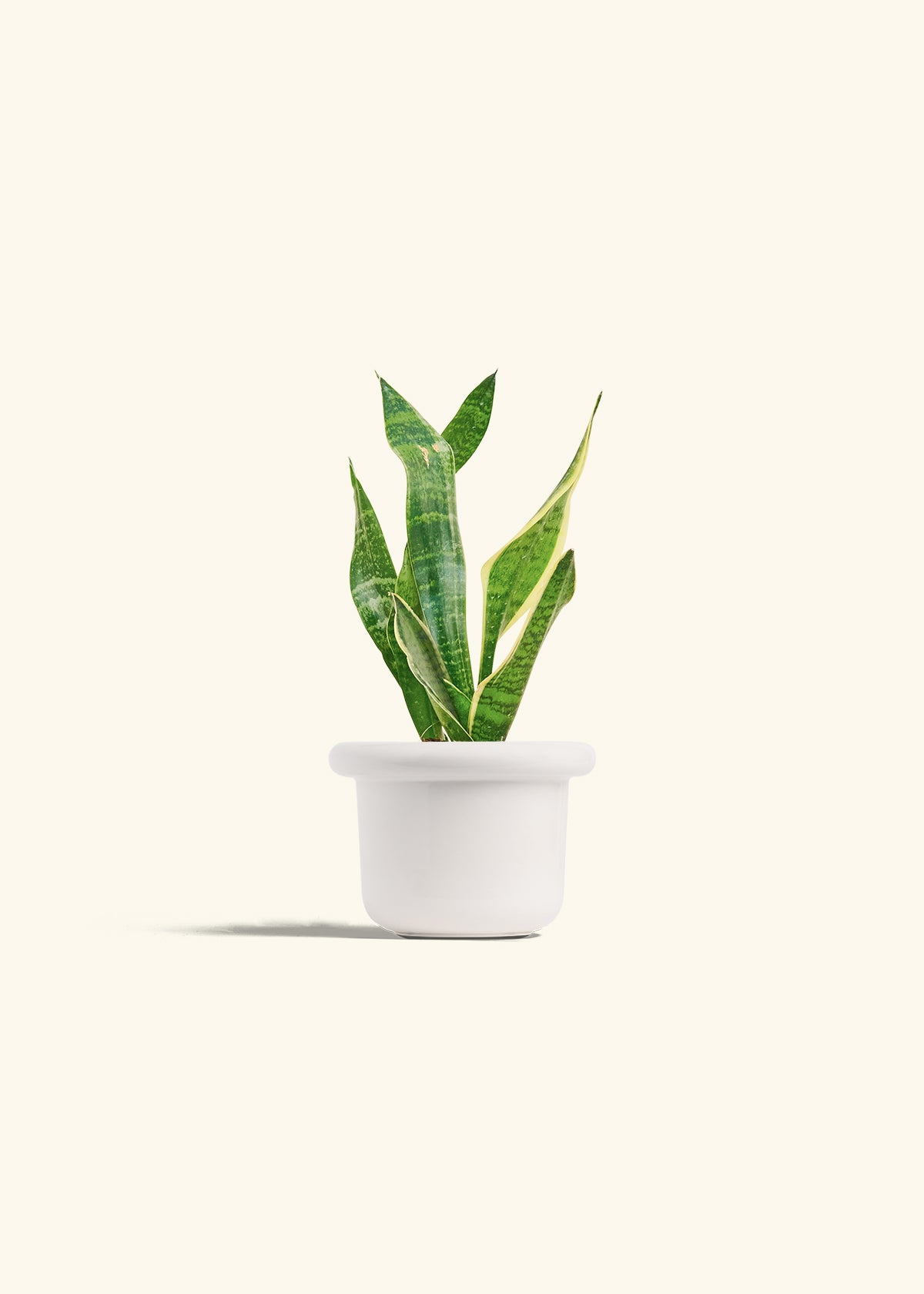 Snake Plant Laurentii in a 4 inches Fat Lip White Planter 