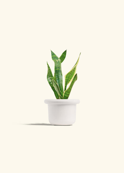 Snake Plant Laurentii in a 4 inches Fat Lip White Planter 