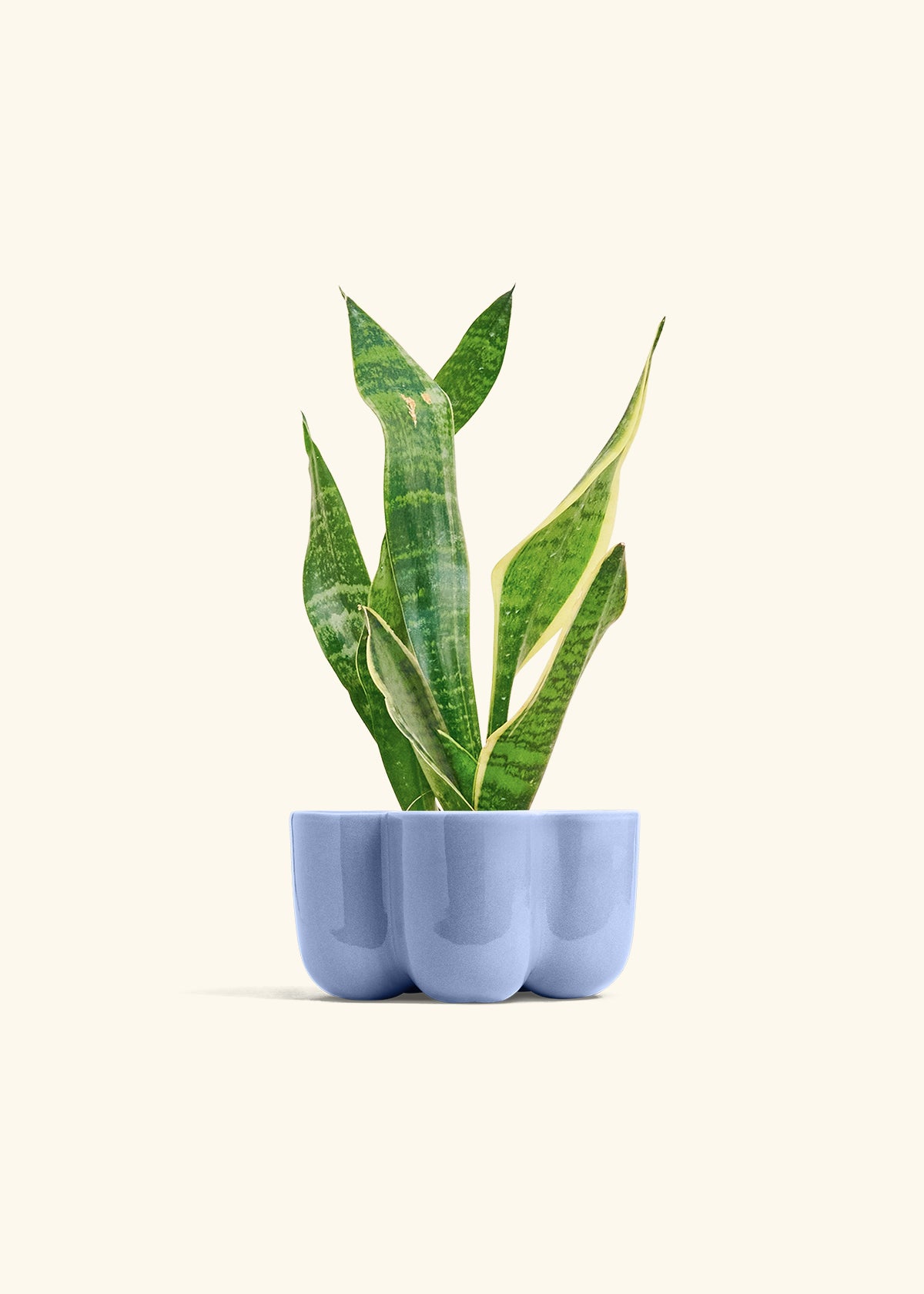 Snake Plant Laurentii in a 4 inches in a Blue Petal Planter