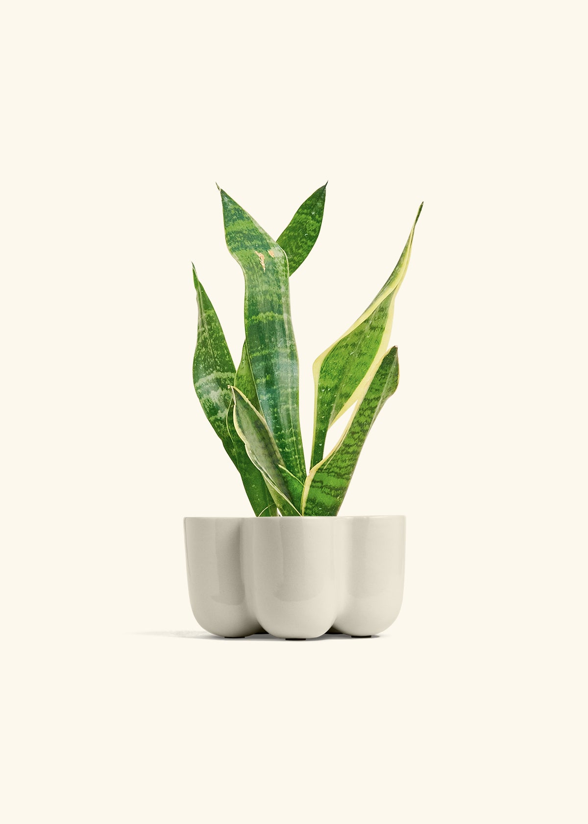 Snake Plant Laurentii in a 4 inches in a Oat Petal Planter