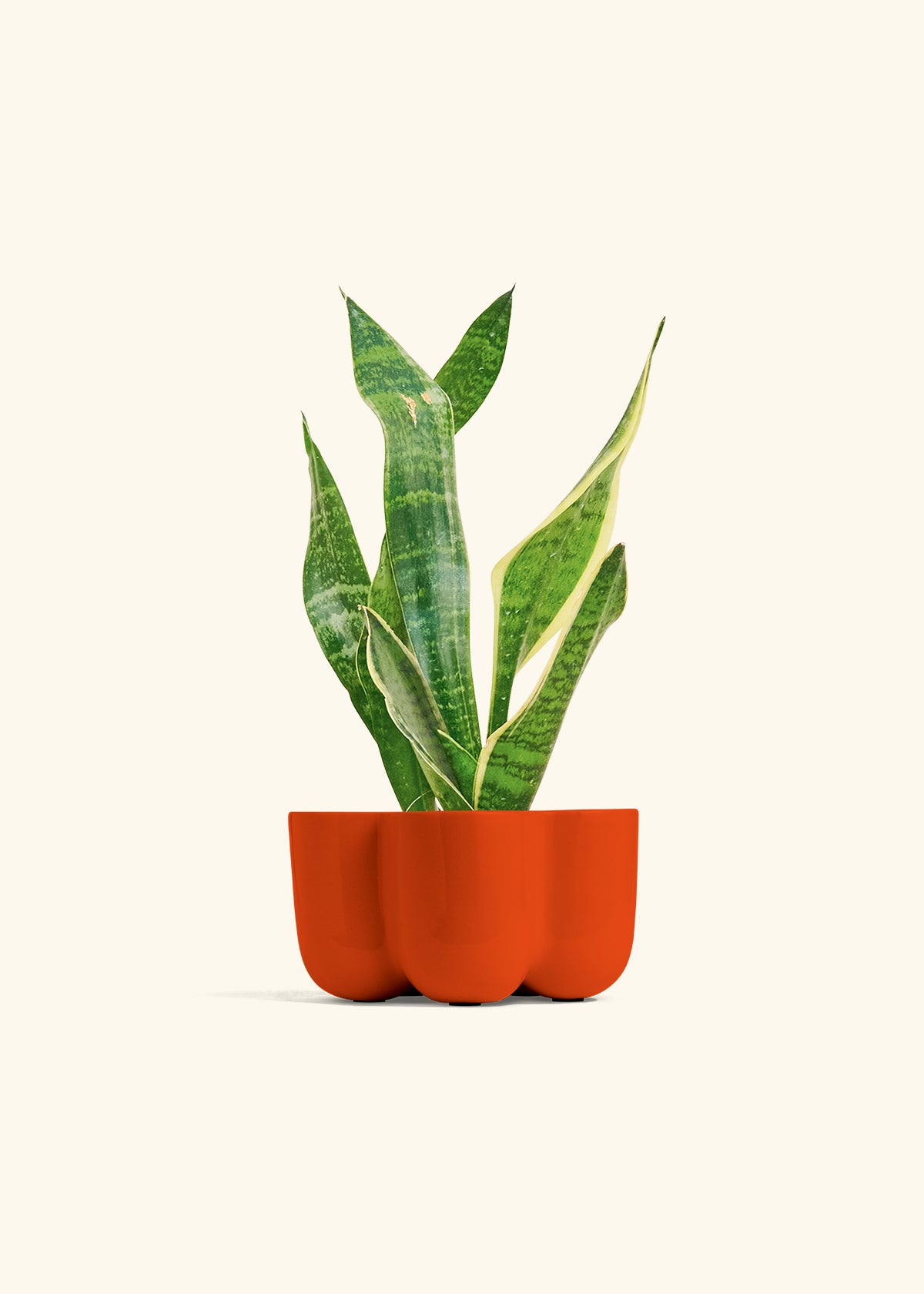 Snake Plant Laurentii in a 4 inches in a Red Petal Planter