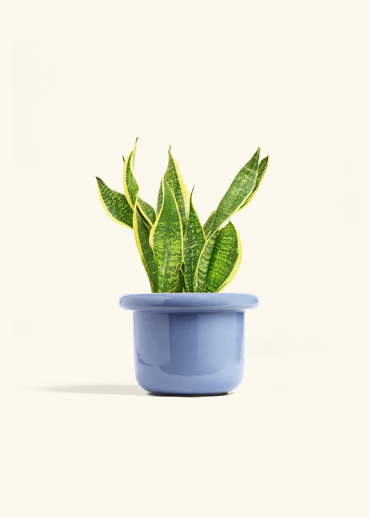 Snake Plant Laurentii in a 6 inches Fat Lip Blue Planter 