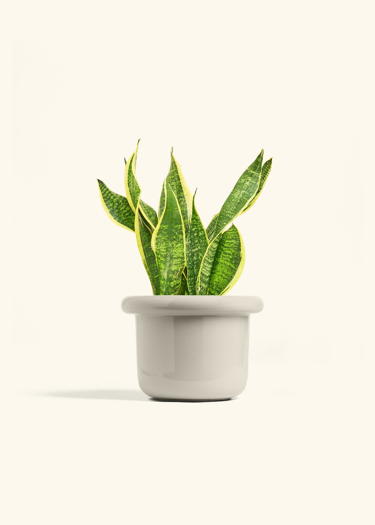 Snake Plant Laurentii in a 6 inches Fat Lip Oat Planter 
