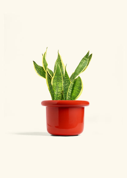 Snake Plant Laurentii in a 6 inches Fat Lip Red Planter 