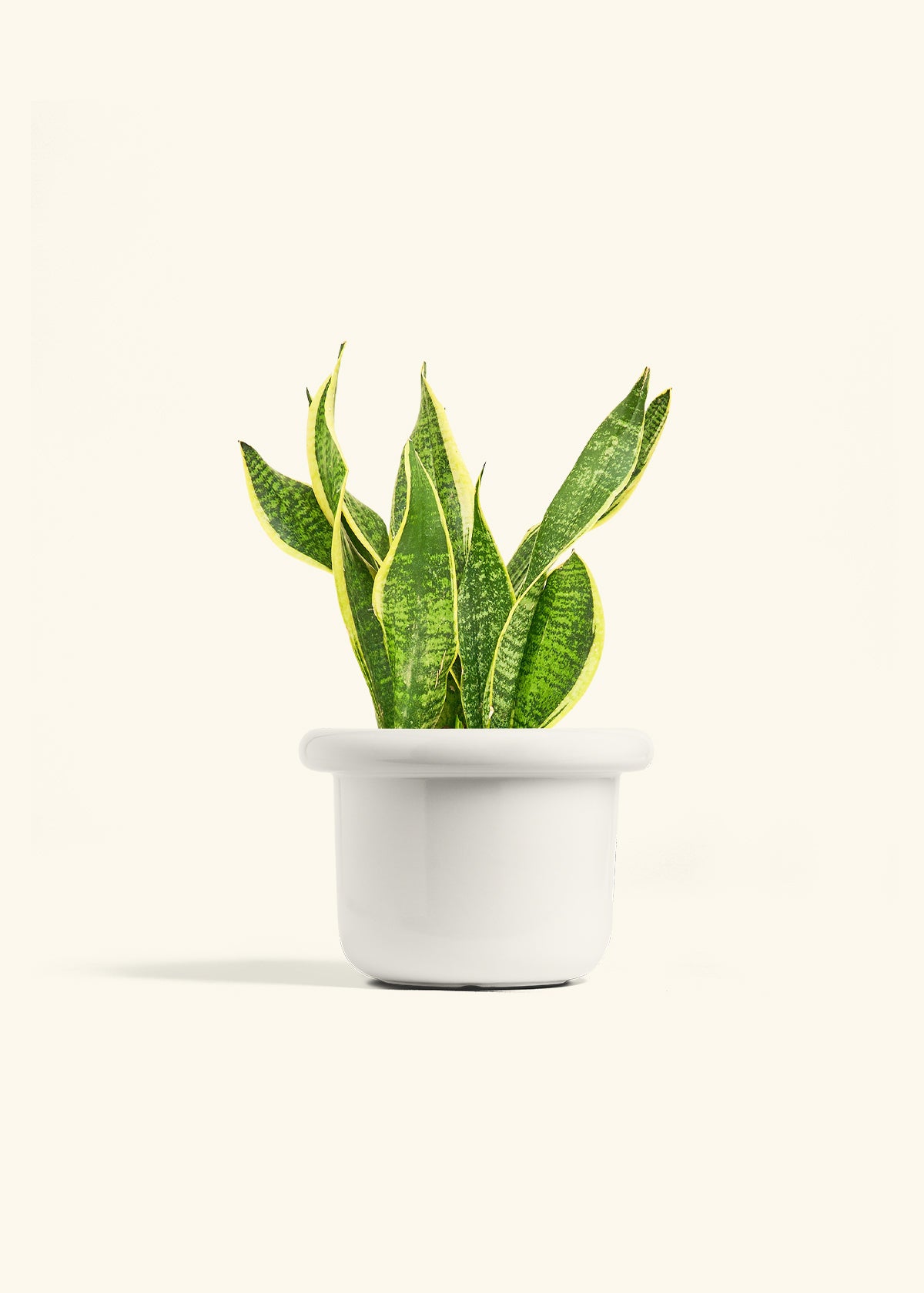 Snake Plant Laurentii in a 6 inches Fat Lip White Planter 