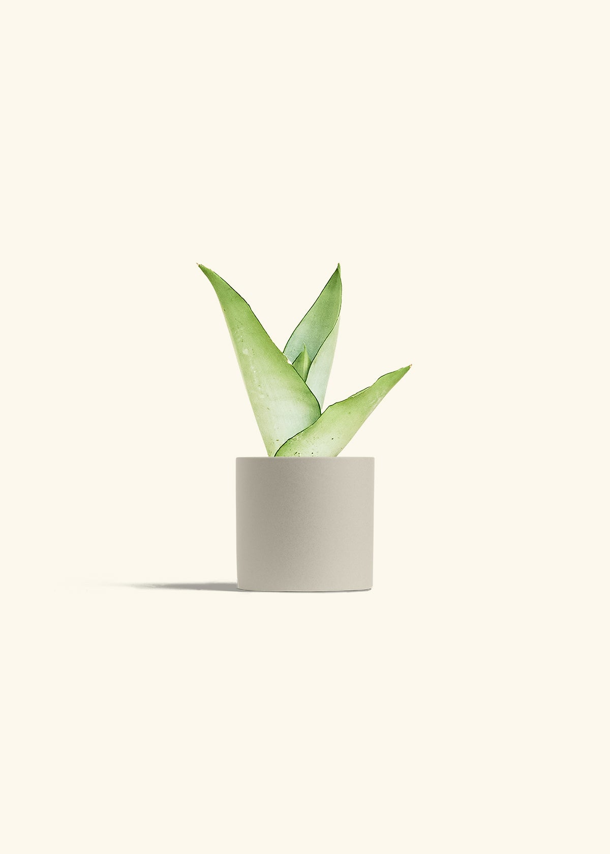 Moonshine Snake Plant in a 4 inches Oat Classic Cylinder Planter 